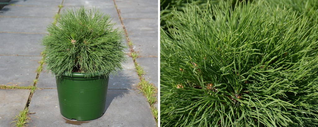Pinus mugo `Varella`_С6.jpg Pinus mugo `Varella`_С6.jpg